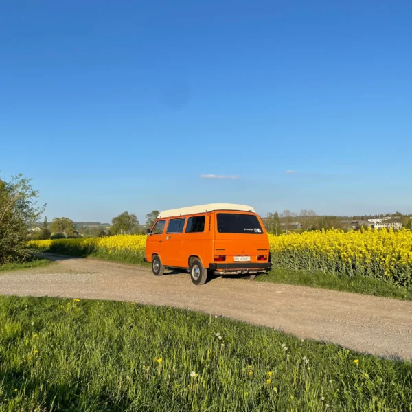 Unsere orange Cassandra auf einem Feldweg